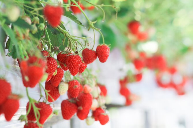 Taean Tulip Festival and Strawberry Picking Day Tour from Seoul - Who this tour suits best