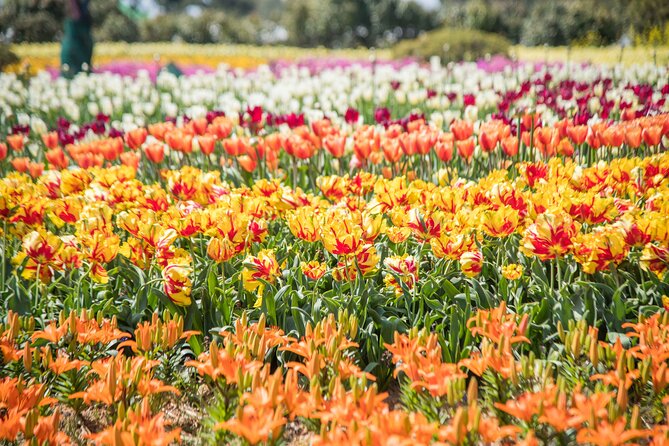 Taean Tulip Festival and Strawberry Picking Day Tour from Seoul - Small things to do before you go